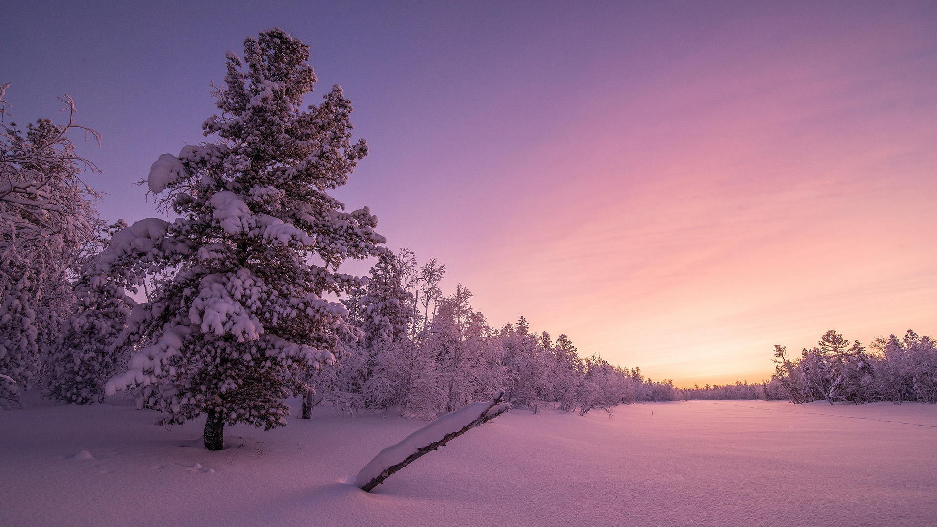 冬天厚厚的雪树林天空风景桌面壁纸