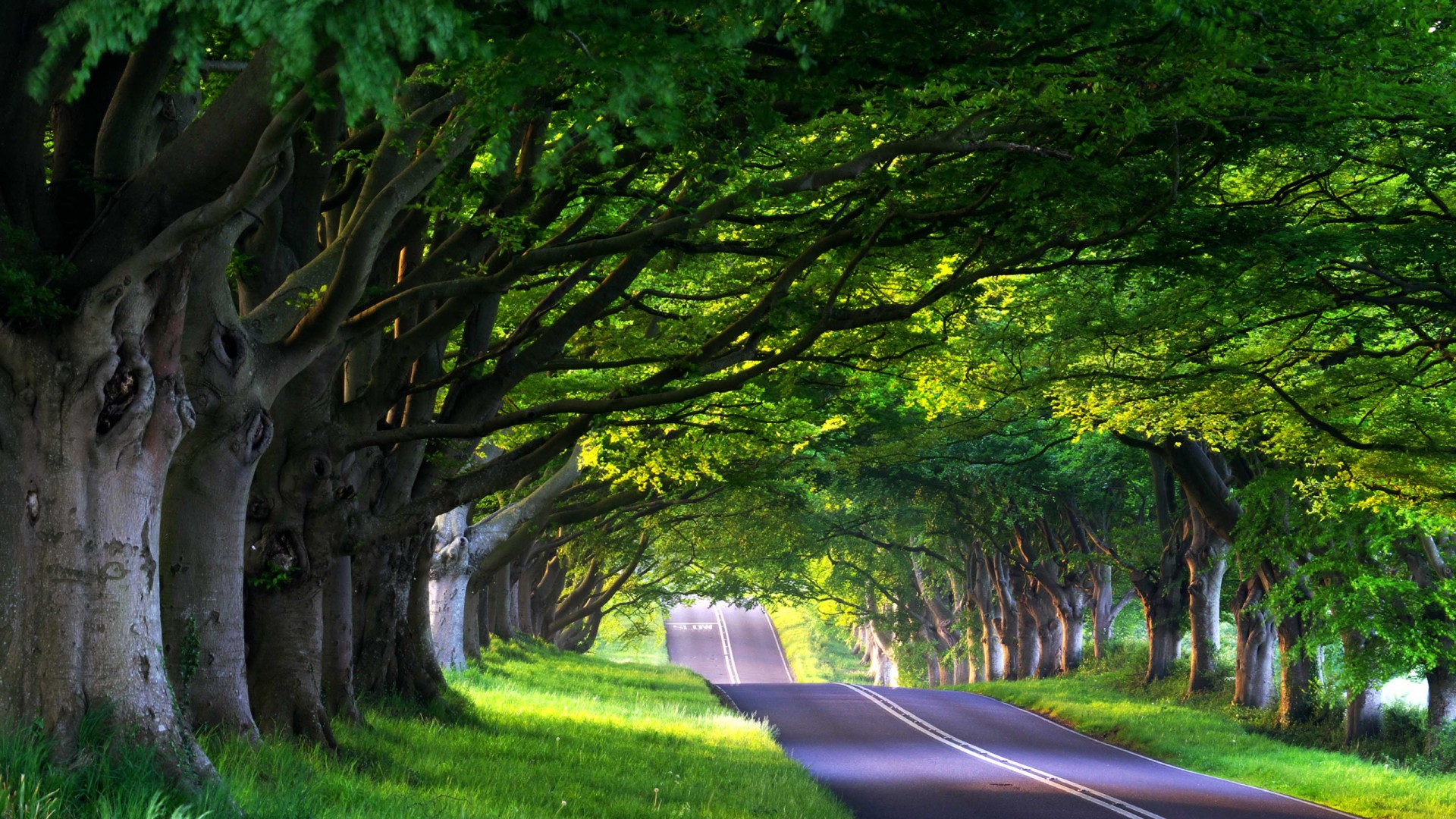 道路,绿荫,树林,绿色草地,自然风景壁纸
