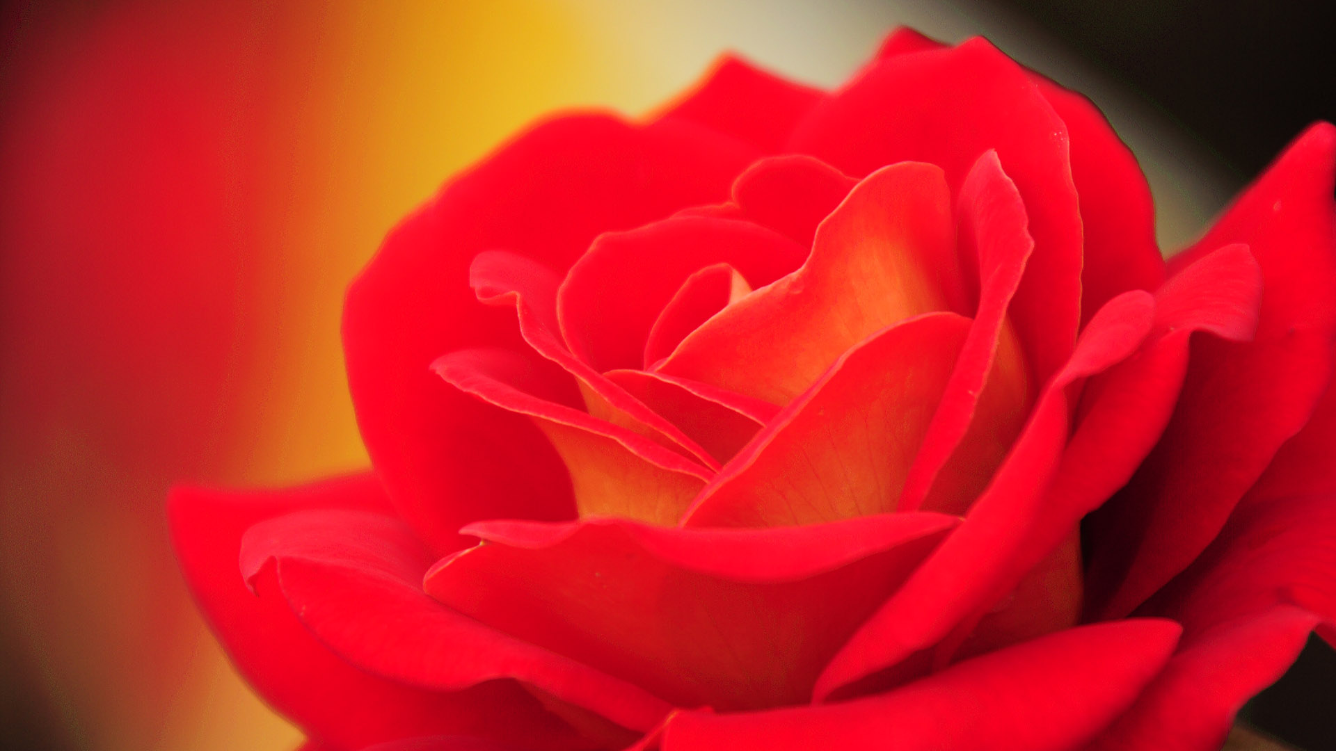 红色花朵桌面背景图片