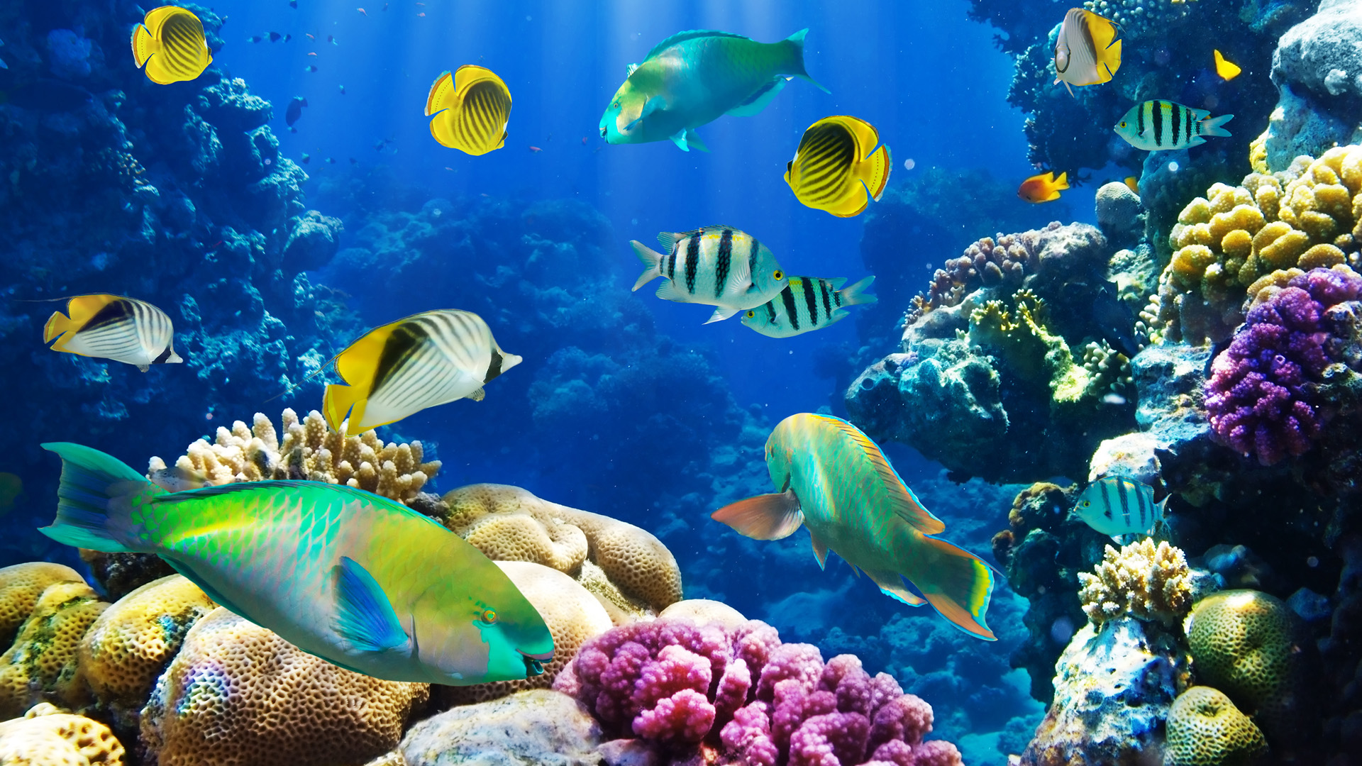 海洋,水下,鱼,珊瑚,珊瑚礁,海底世界,桌面壁纸