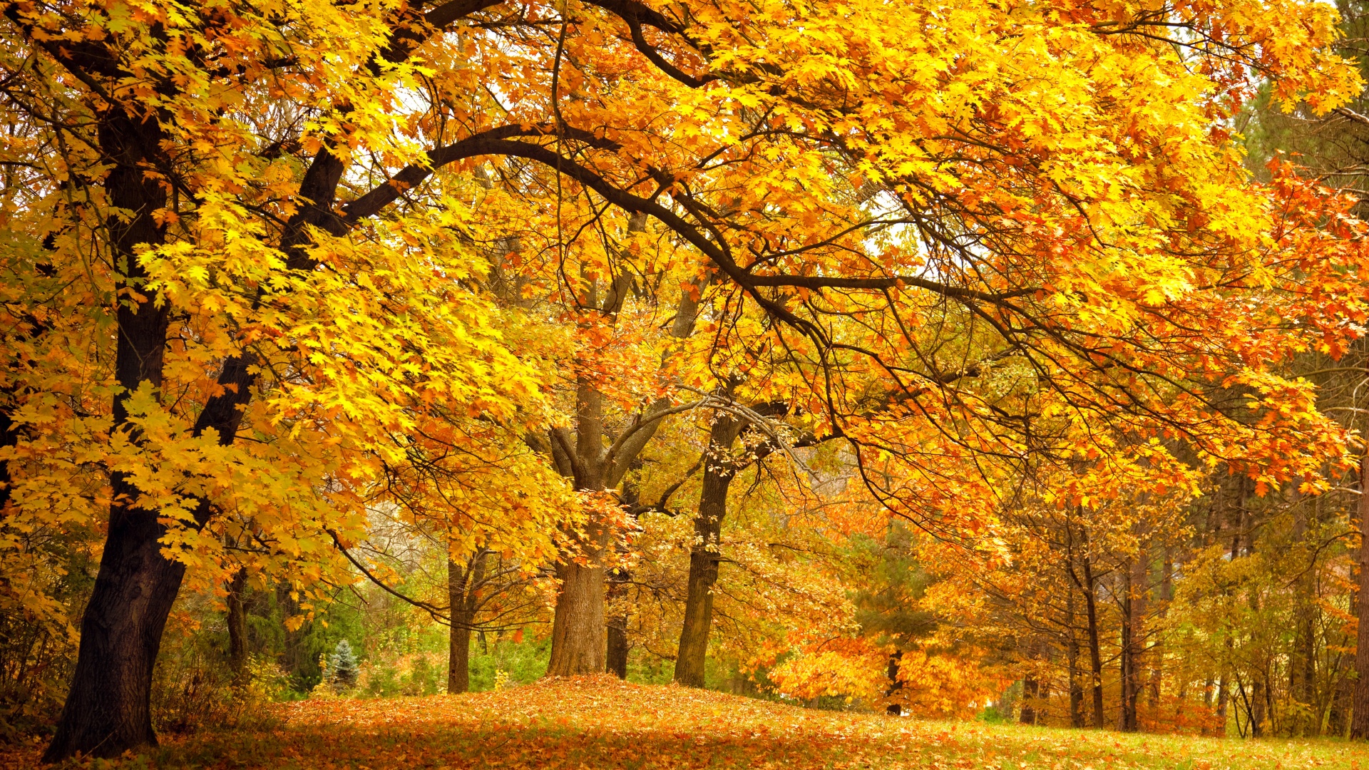 公园的树木,叶子,金色黄色的秋天风景桌面壁纸