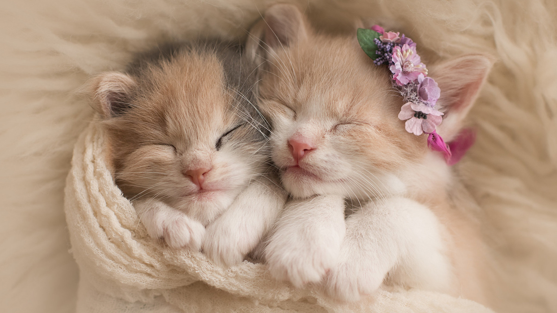 两只睡在一起的小猫,花圈,围巾,桌面壁纸