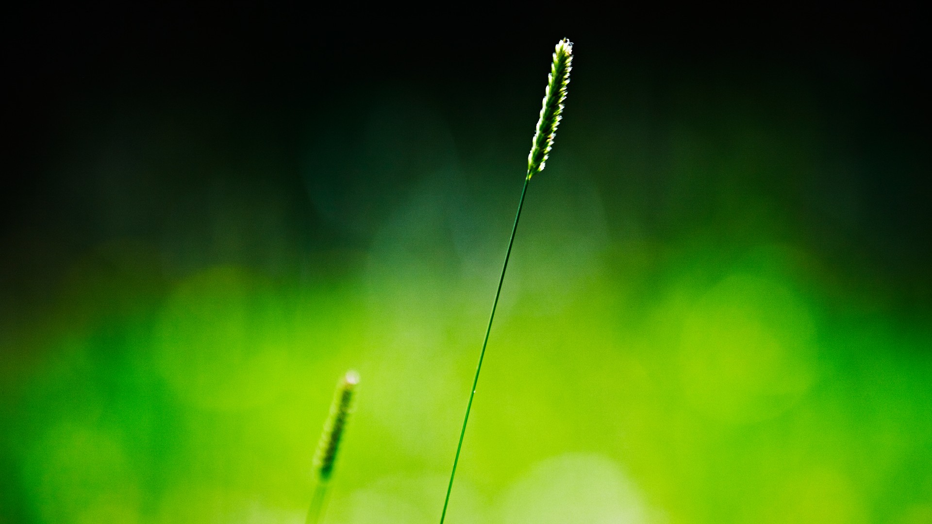 草,秸秆,绿色背景,电脑壁纸