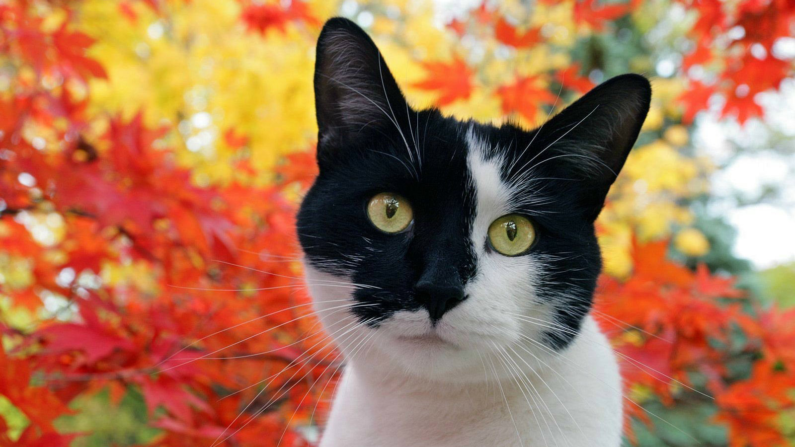 搞笑猫咪电脑壁纸，精选免费桌面背景图片下载