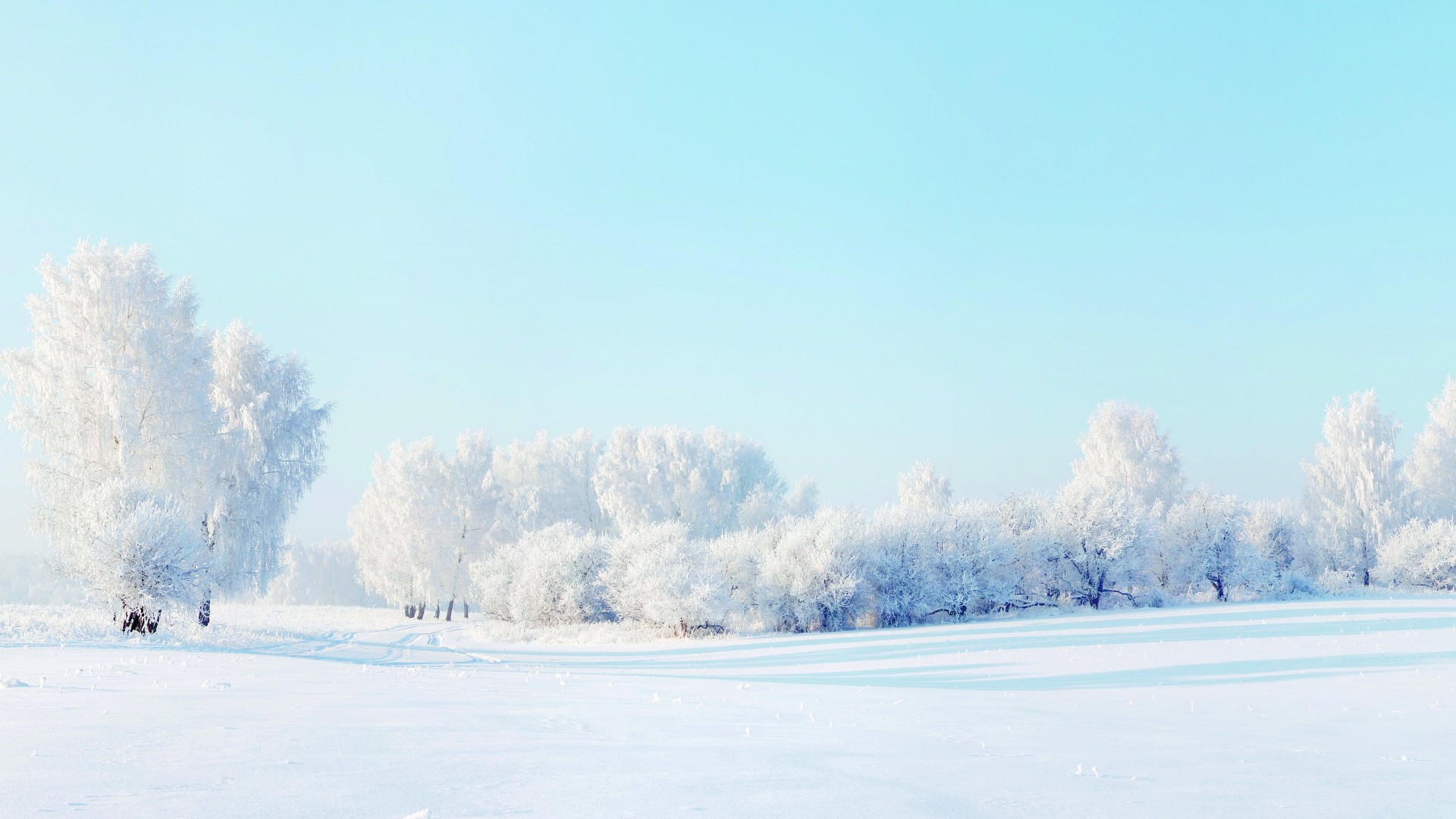 冬日森林雪景，绝美树影桌面壁纸，免费下载，装点你的电脑屏幕