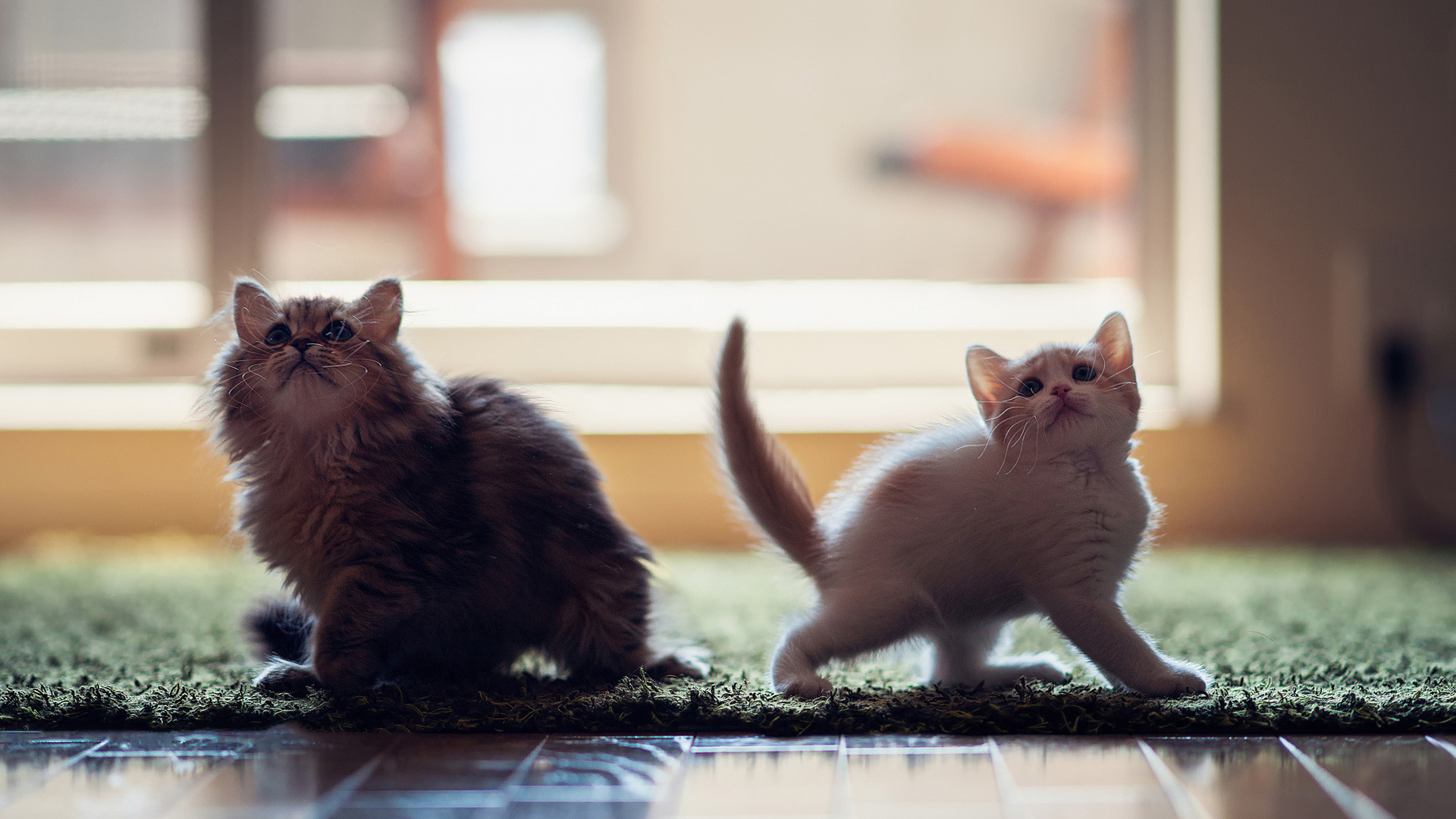 两只可爱小猫桌面壁纸