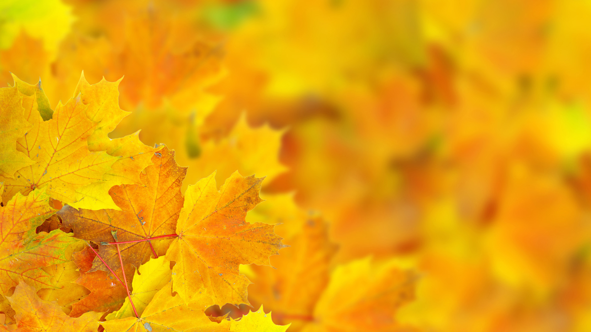 秋天黄色枫叶宽屏桌面壁纸