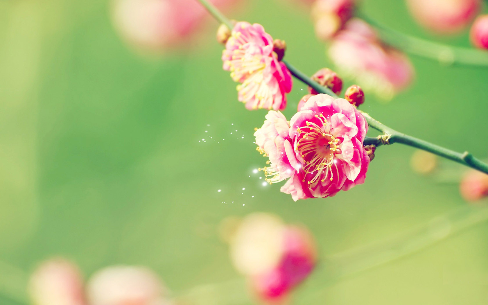 唯美桃花桌面壁纸，精选花卉电脑壁纸，免费下载