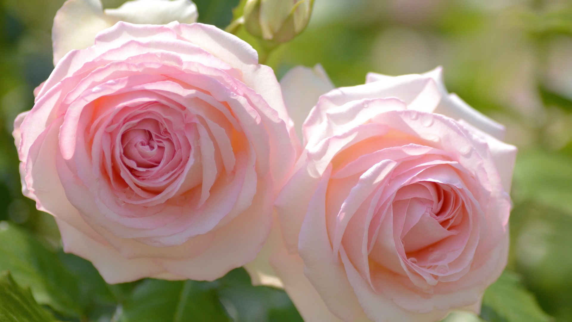 粉色玫瑰花，两朵玫瑰，桌面壁纸