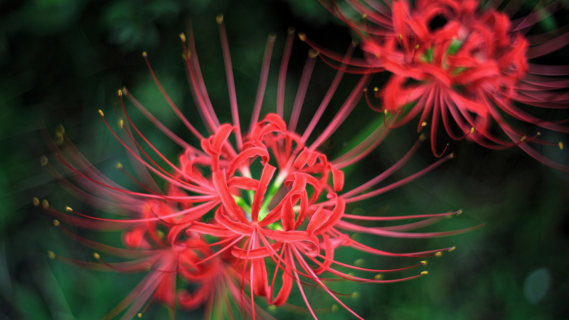 彼岸花电脑桌面壁纸，精选花卉壁纸，免费下载