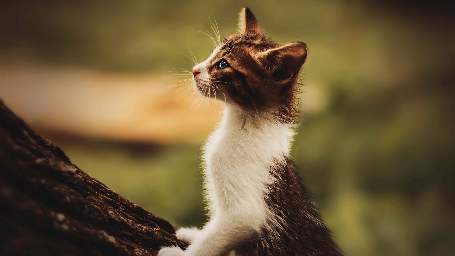 小猫，凝望，自然，森林，树，小猫壁纸