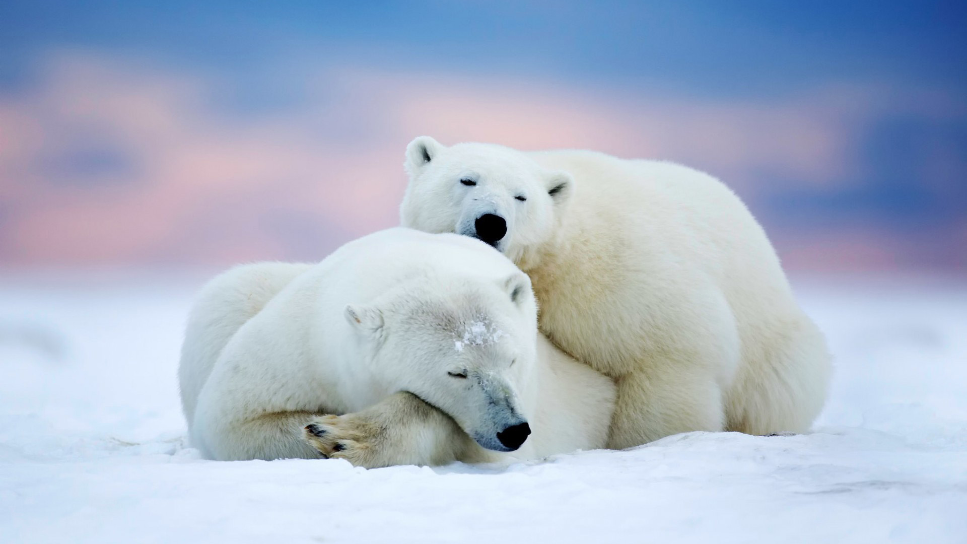 北极熊,两只,雪地,动物壁纸