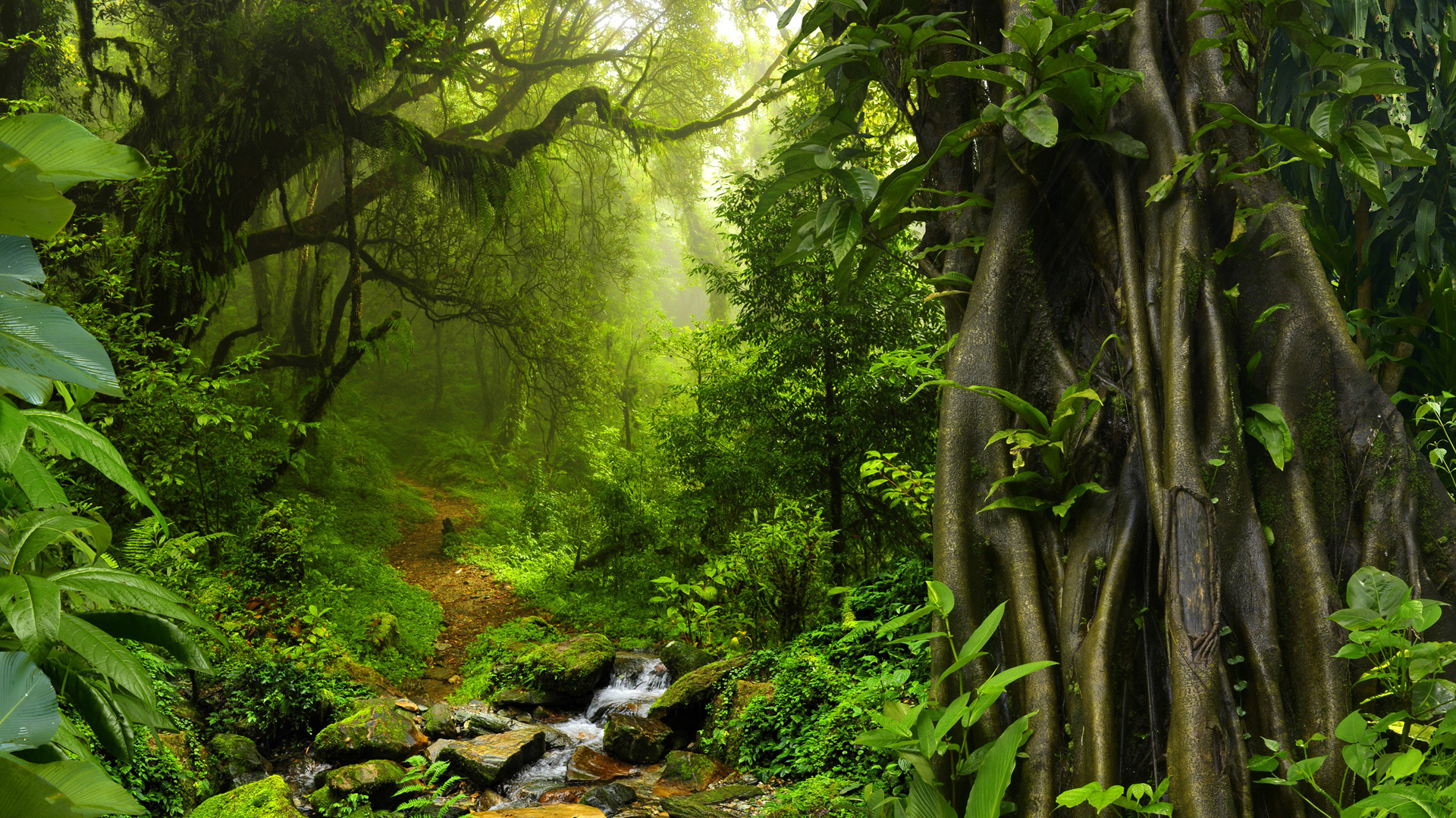 热带丛林小溪,森林树木,绿色叶子,行人路,苔藓,泰国风景桌面壁纸