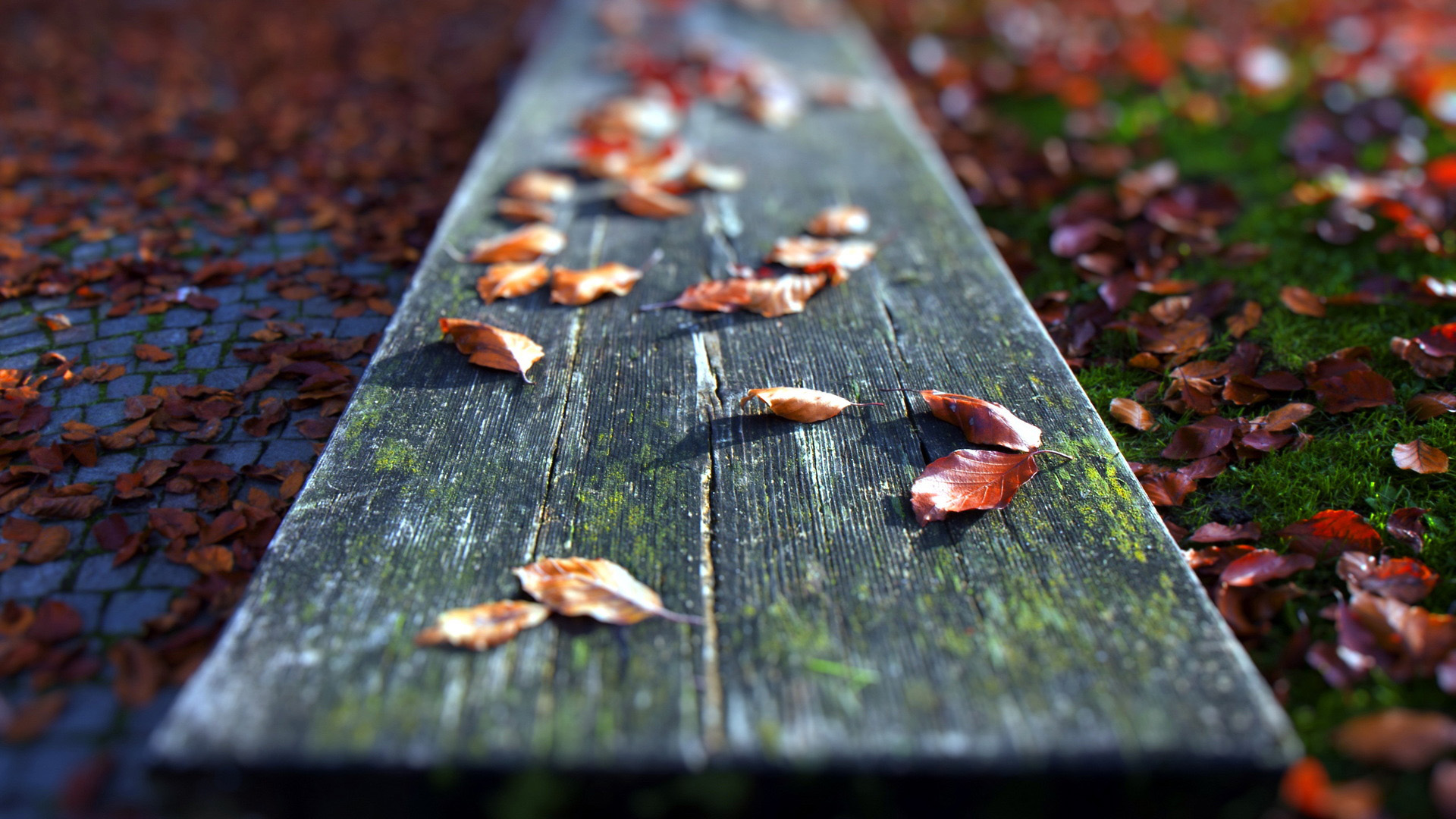 秋天的叶子，一条长凳风景桌面壁纸