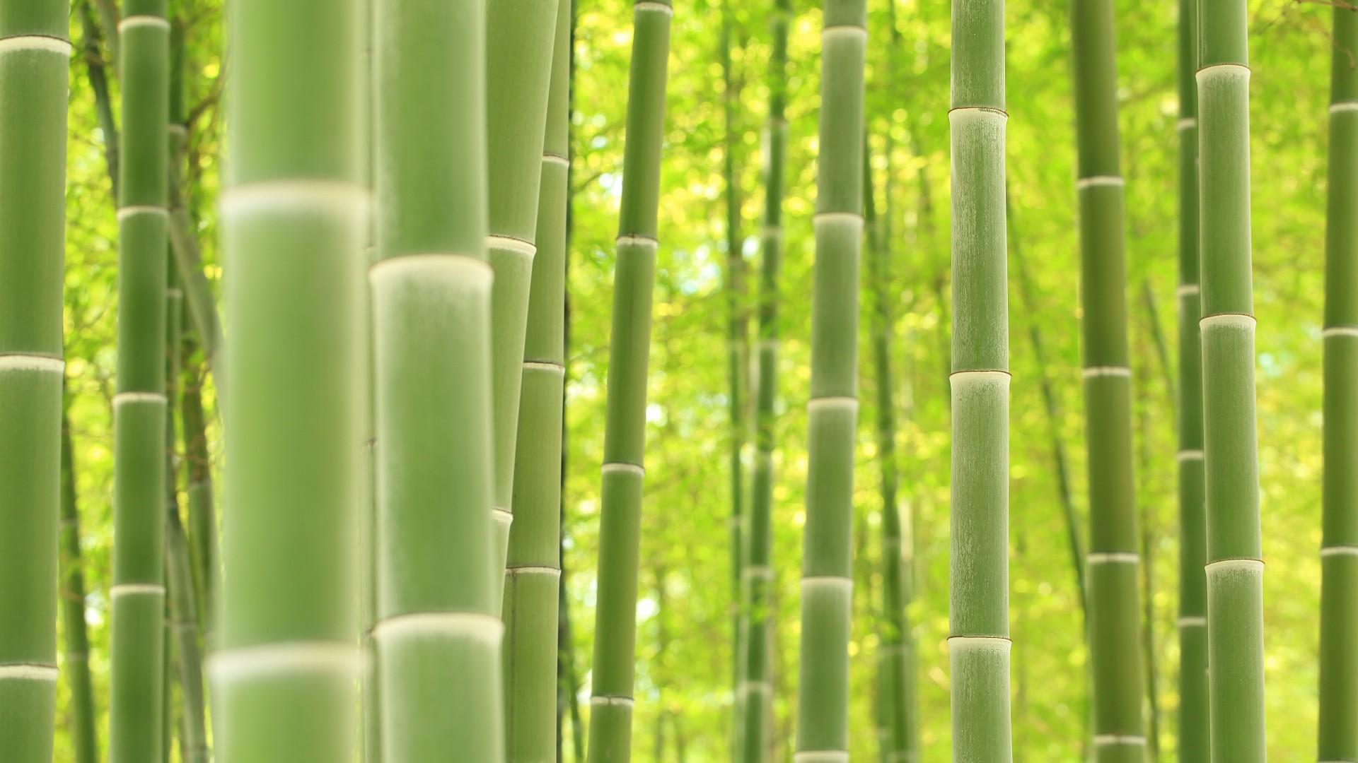 竹林,竹海,自然风景竹子电脑壁纸
