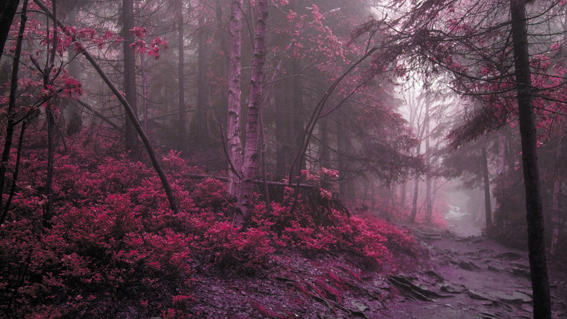 神秘红叶树林风景2K壁纸