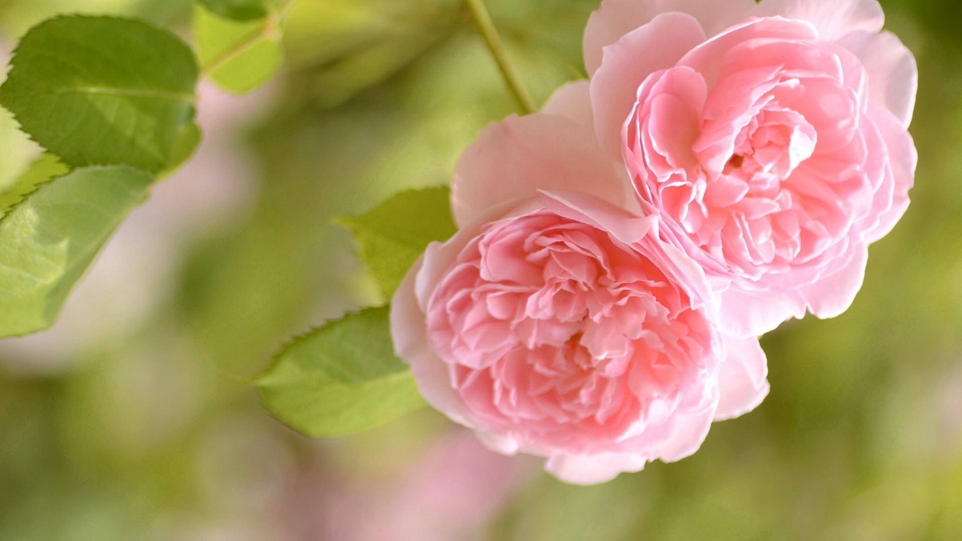 粉色玫瑰，花蕾，玫瑰花桌面壁纸