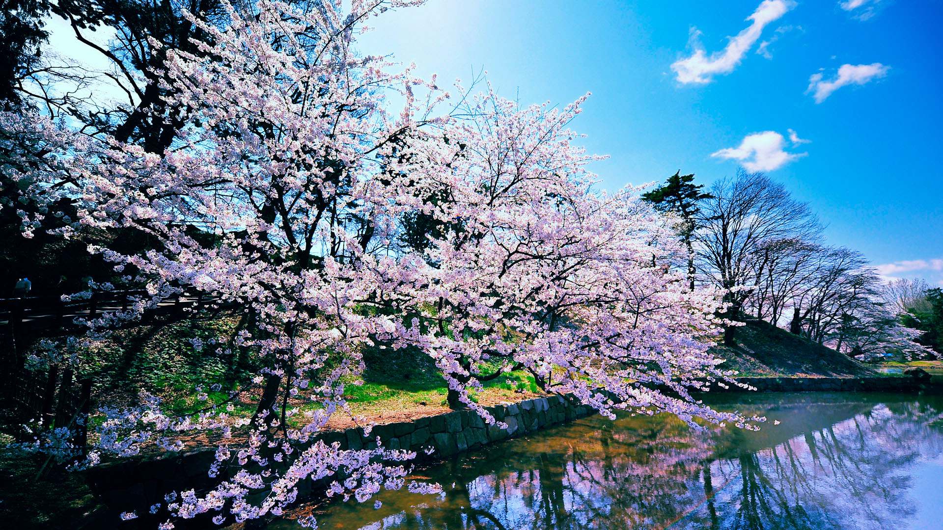 日本樱花桌面背景