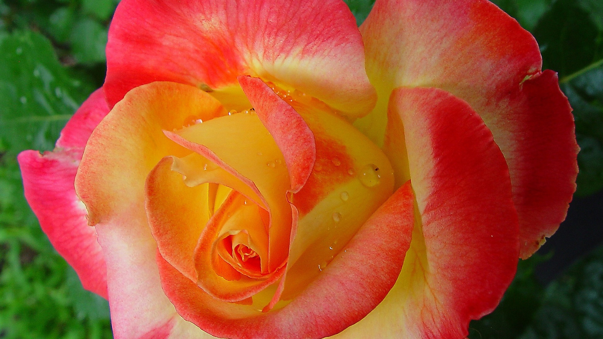 玫瑰，花蕾，粉红色花瓣，水滴，桌面壁纸
