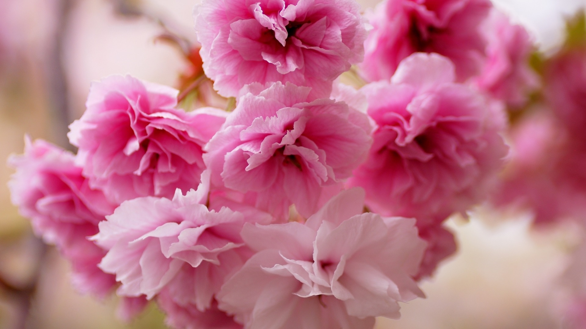 粉色樱桃花桌面壁纸