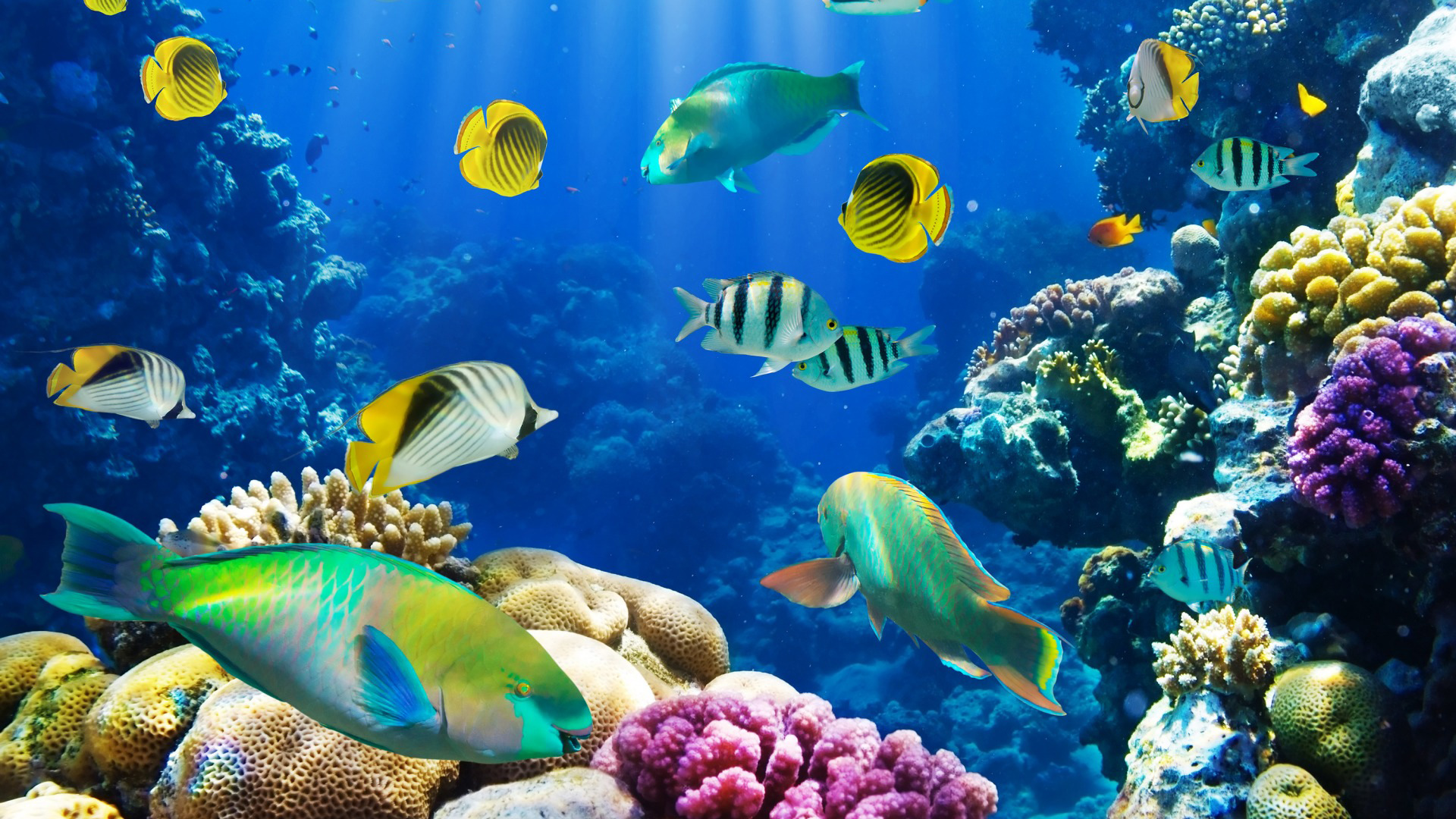 热带，珊瑚，珊瑚礁，水下，海洋，鱼，海底世界精美桌面壁纸