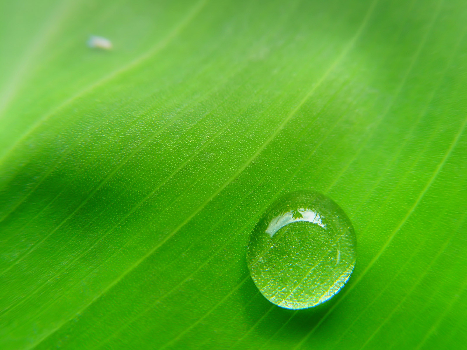 绿色水珠桌面背景，高清风景壁纸，免费下载！