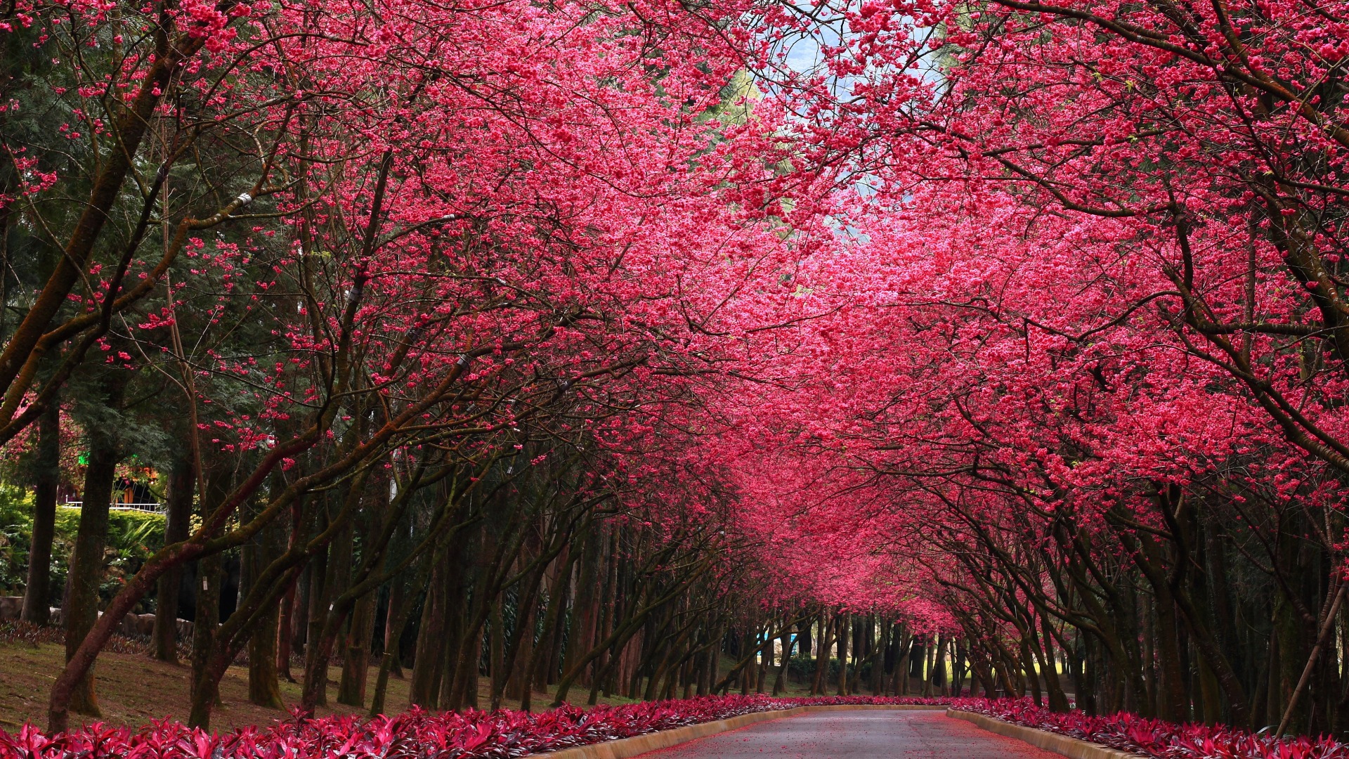 公园,道路,树木,花卉,自然风景桌面壁纸