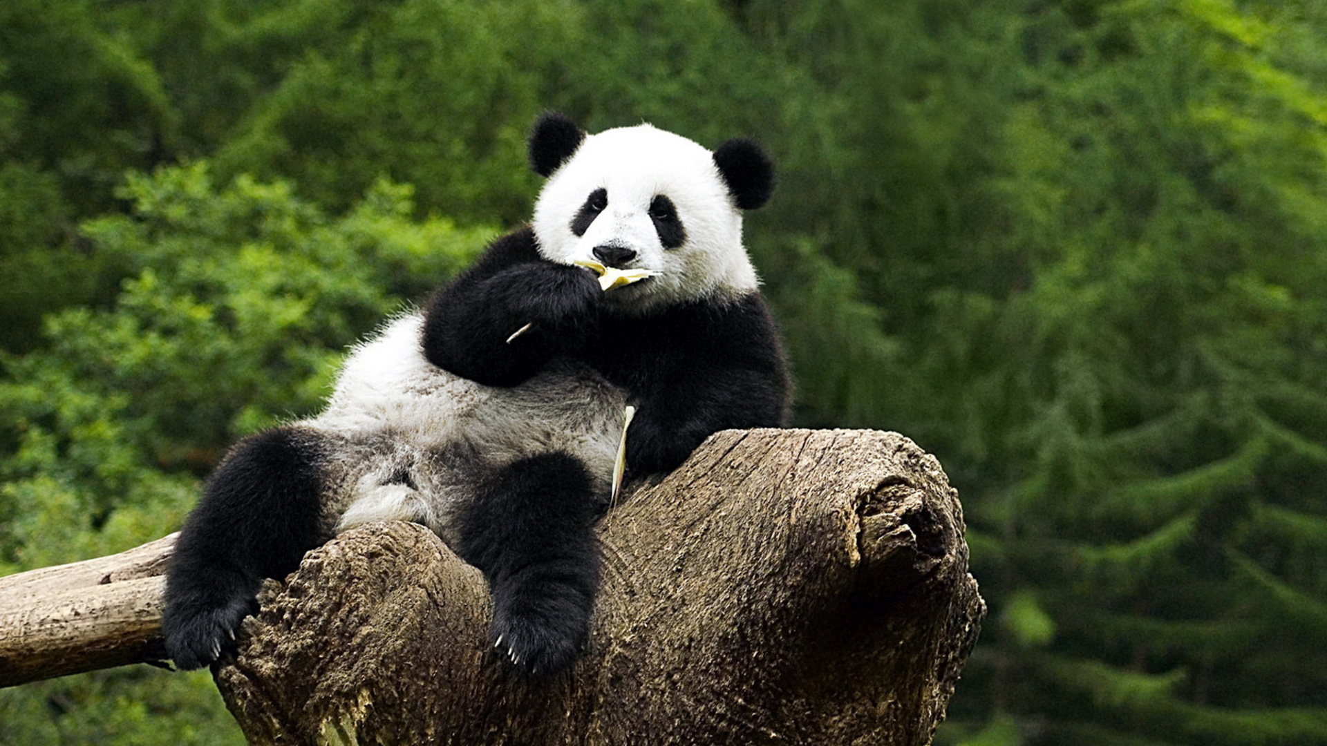 熊猫，在树上，嚼食，动物图片，桌面壁纸