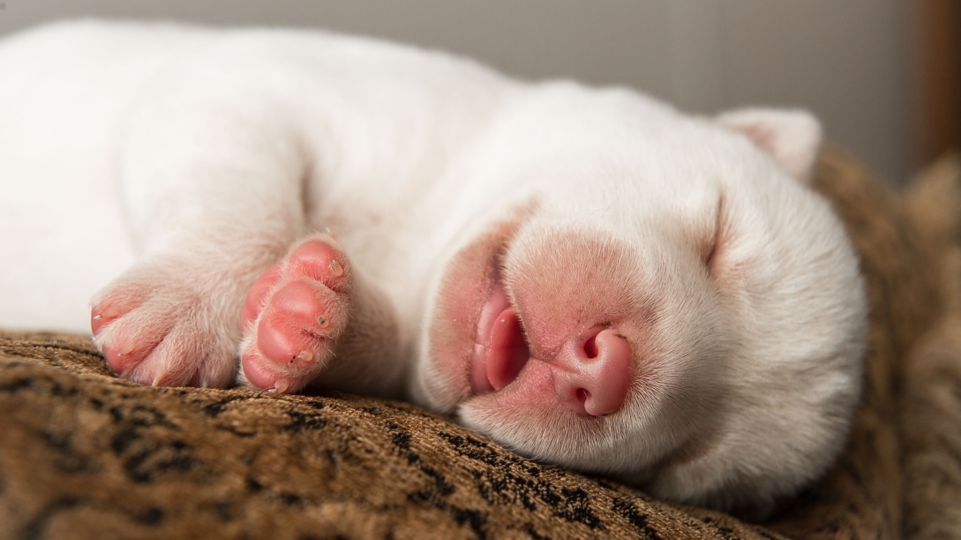 睡觉的可爱的小狗壁纸