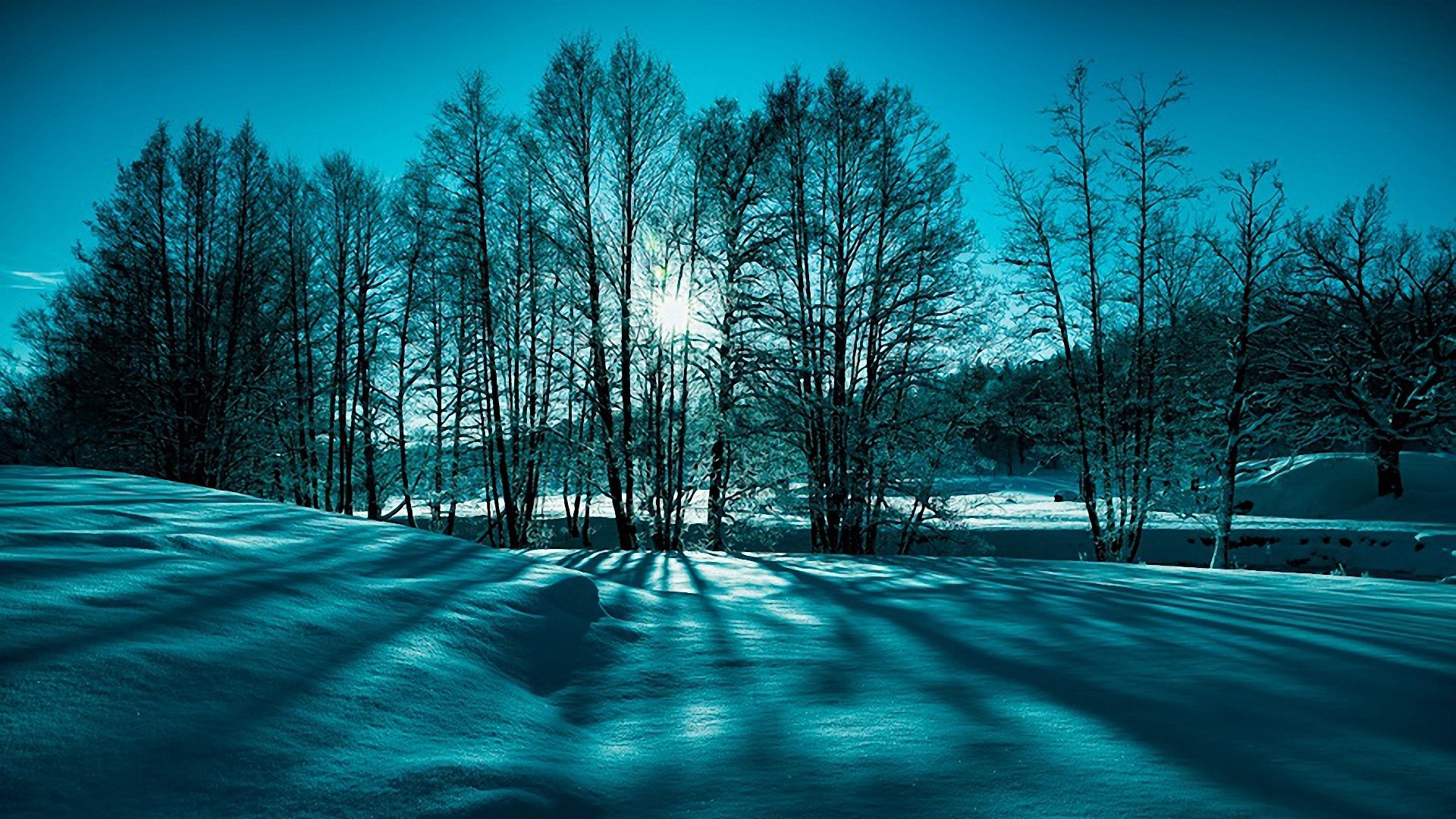 冬天的雪,树木,太阳,蓝色天空,雪地,风景桌面壁纸