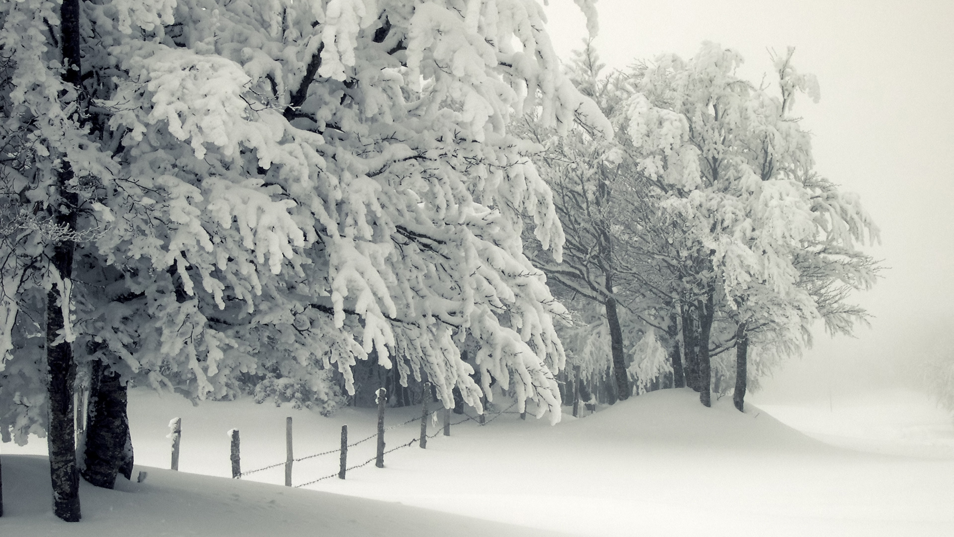 冬天大雪树栅栏风景桌面壁纸