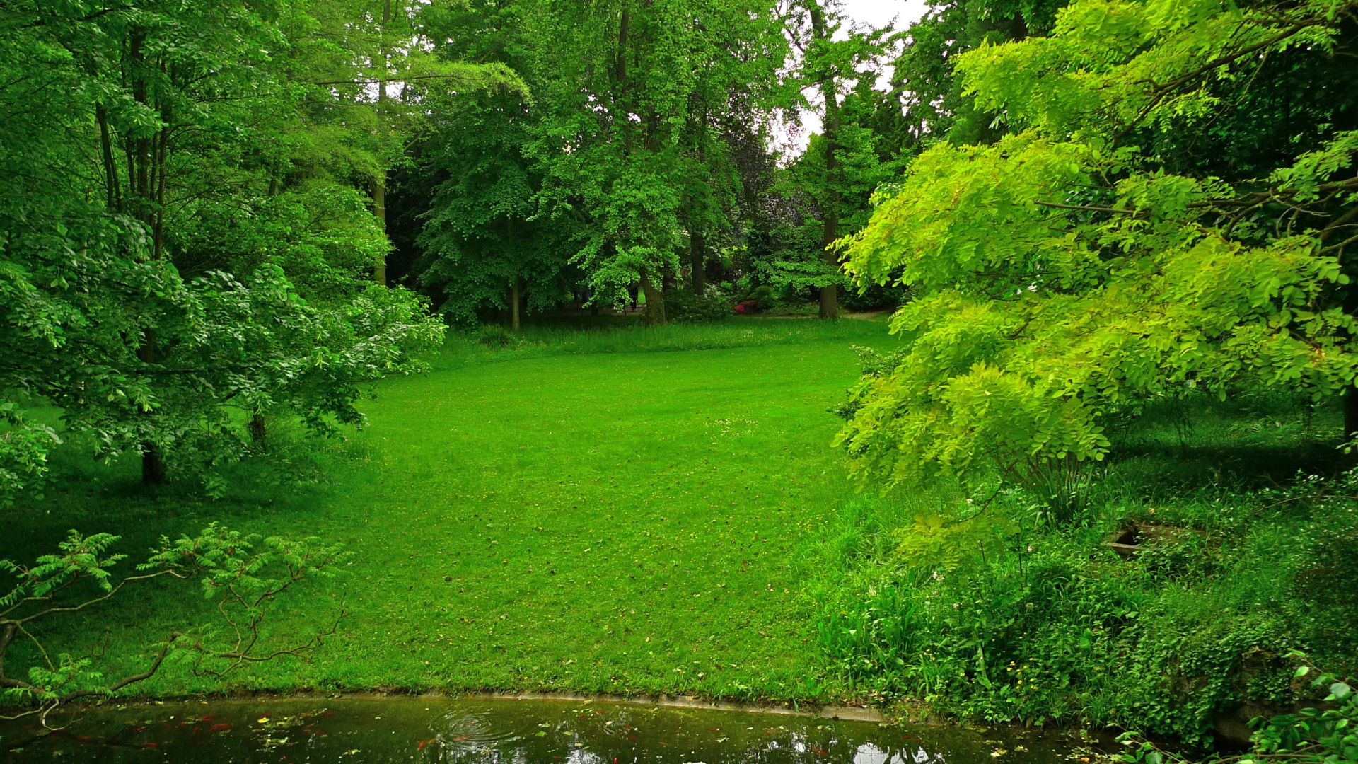 阿尔伯特卡恩日式花园，法国，森林公园，池塘，风景桌面壁纸
