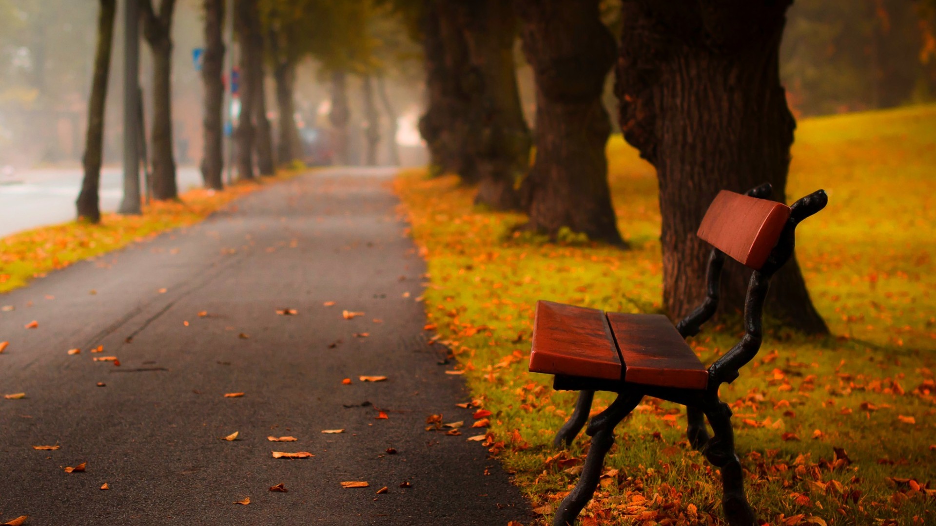 秋天森林公园,树叶,树木,草地,道路,美丽的秋天风景桌面壁纸