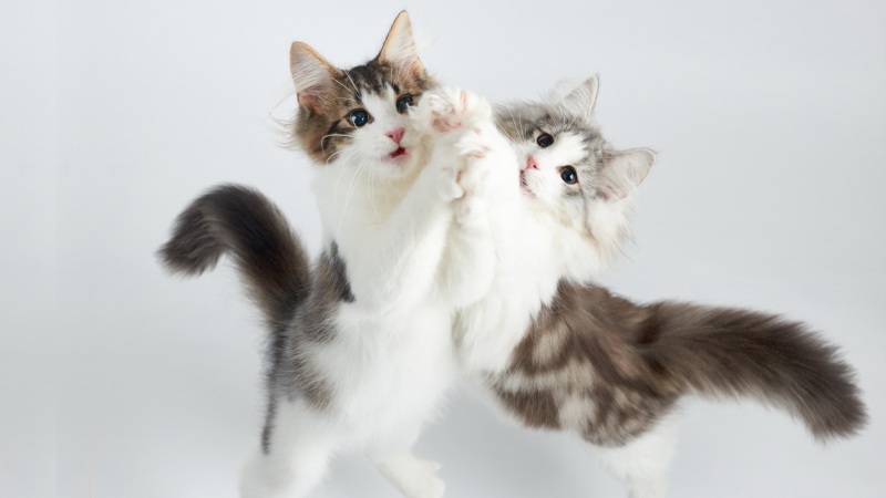 两只猫,站起来,伸手,房子惬意,可爱猫猫桌面壁纸