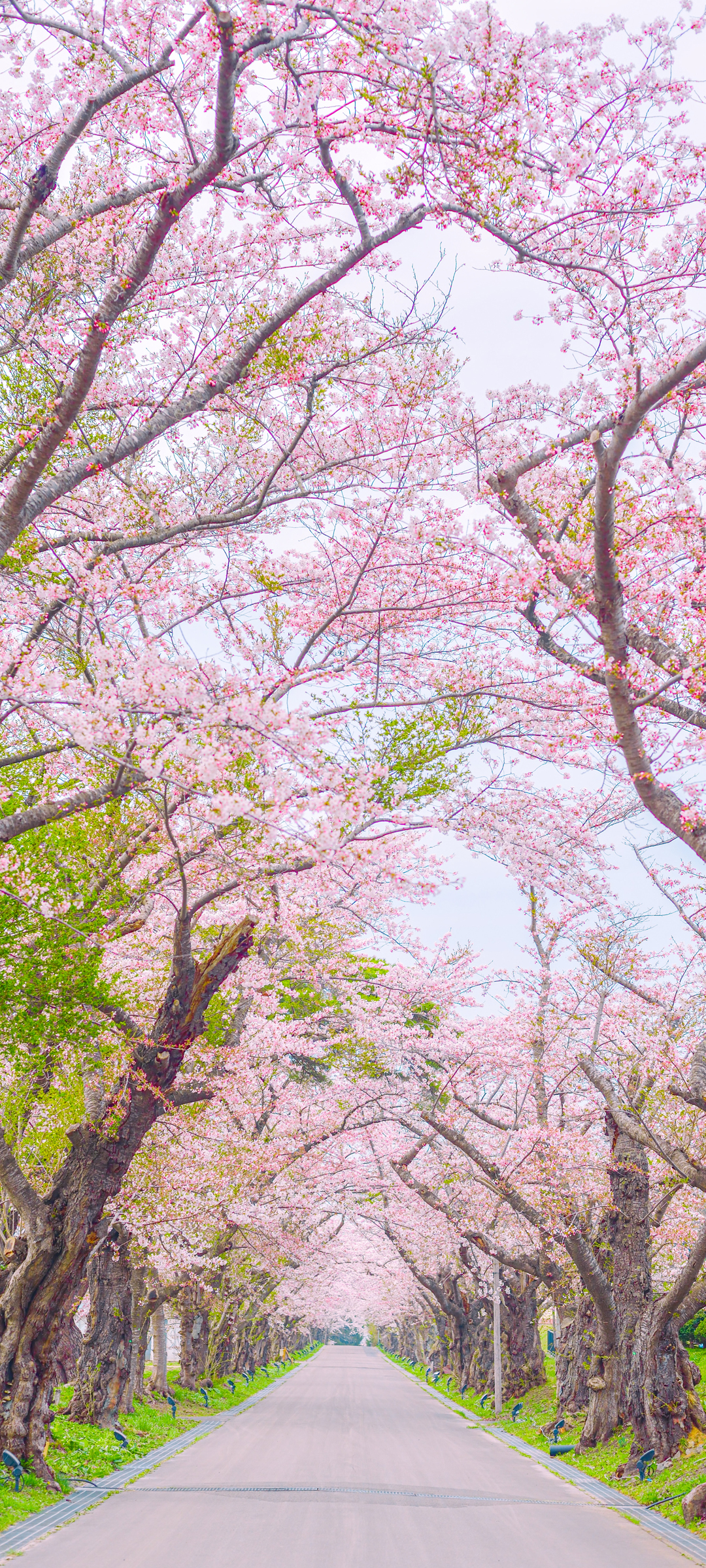 粉色樱花 小道 高清手机风景壁纸