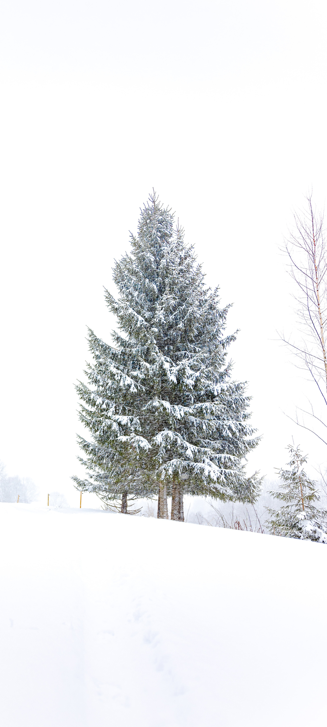 雪林美景，绝美手机桌面壁纸，免费下载欣赏