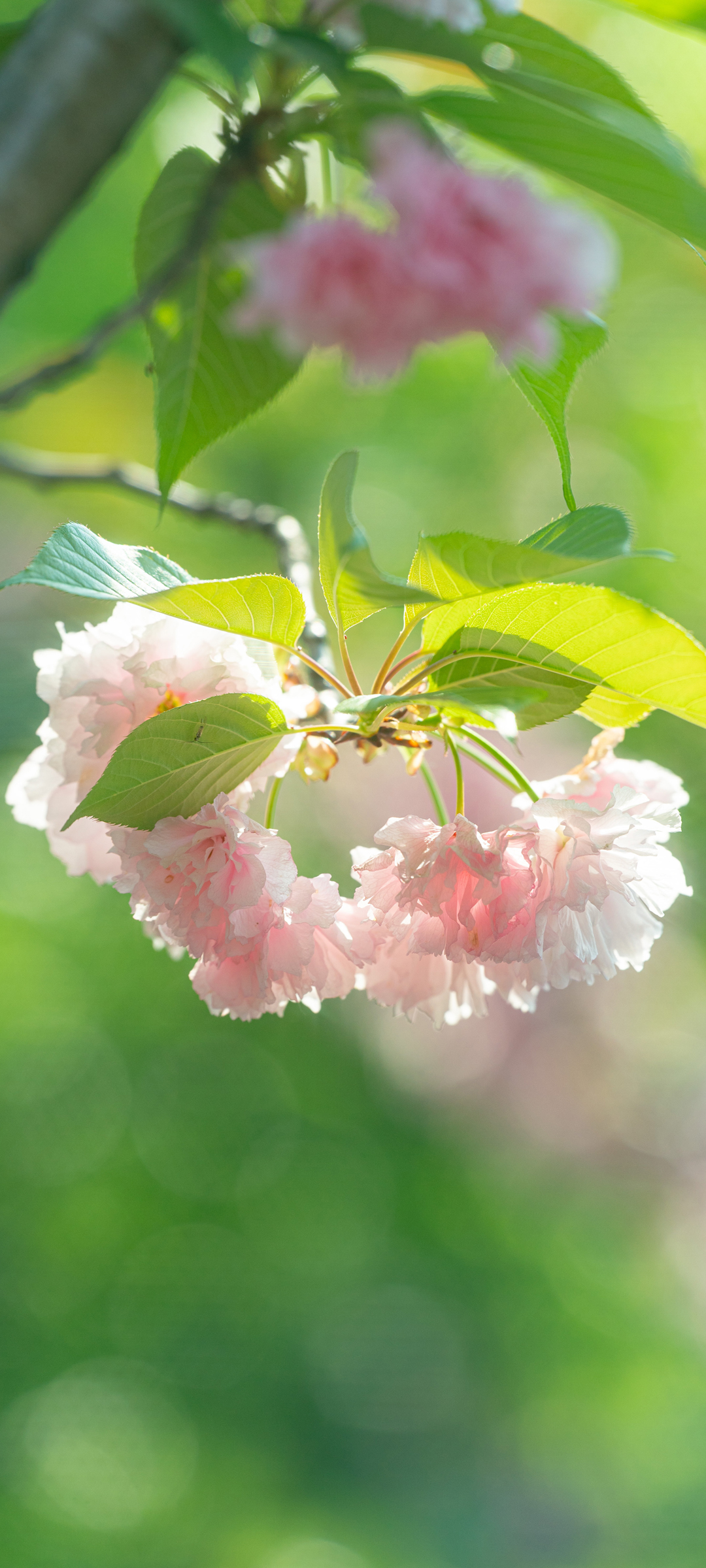 粉色花簇绿叶相伴，高清护眼风景壁纸，免费下载手机专属背景