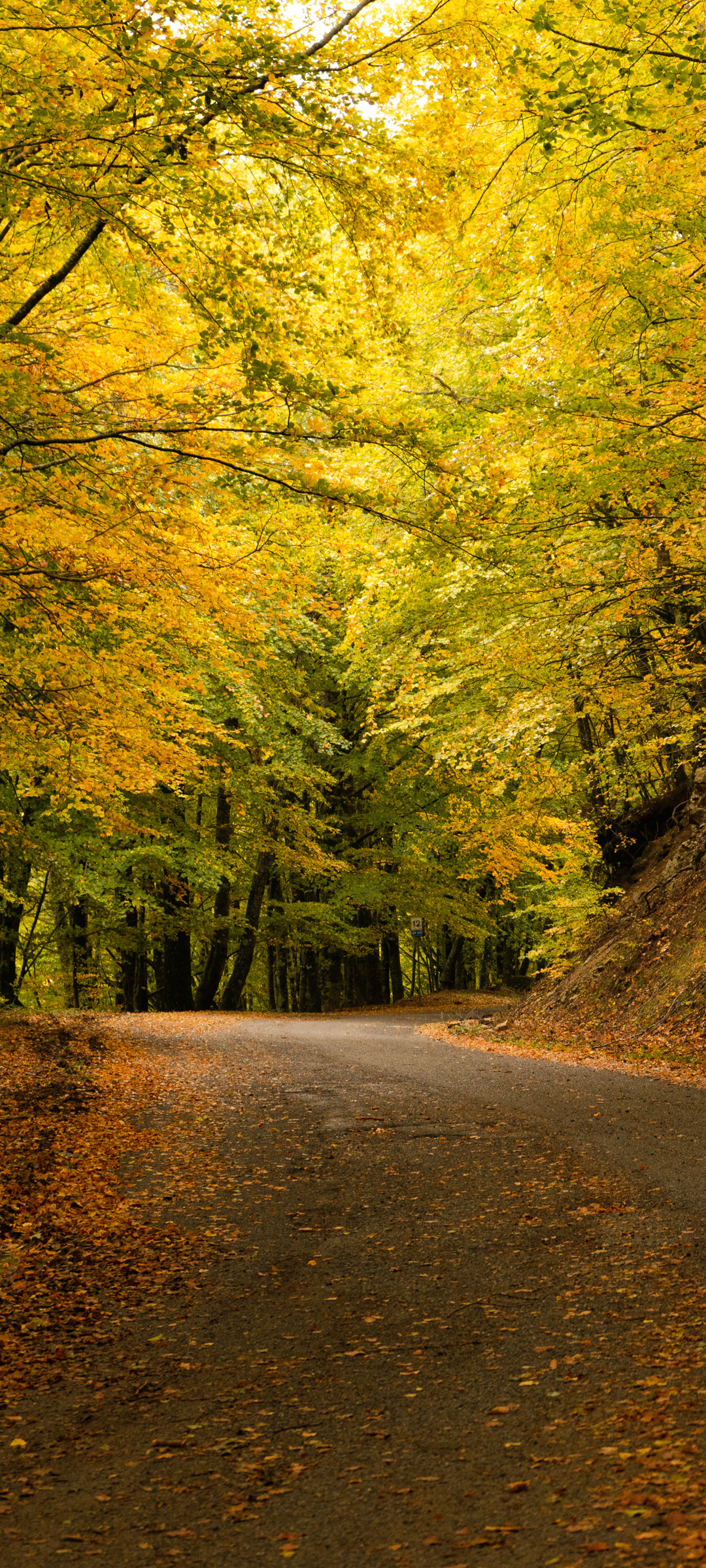 秋天树林公路风景手机壁纸背景图