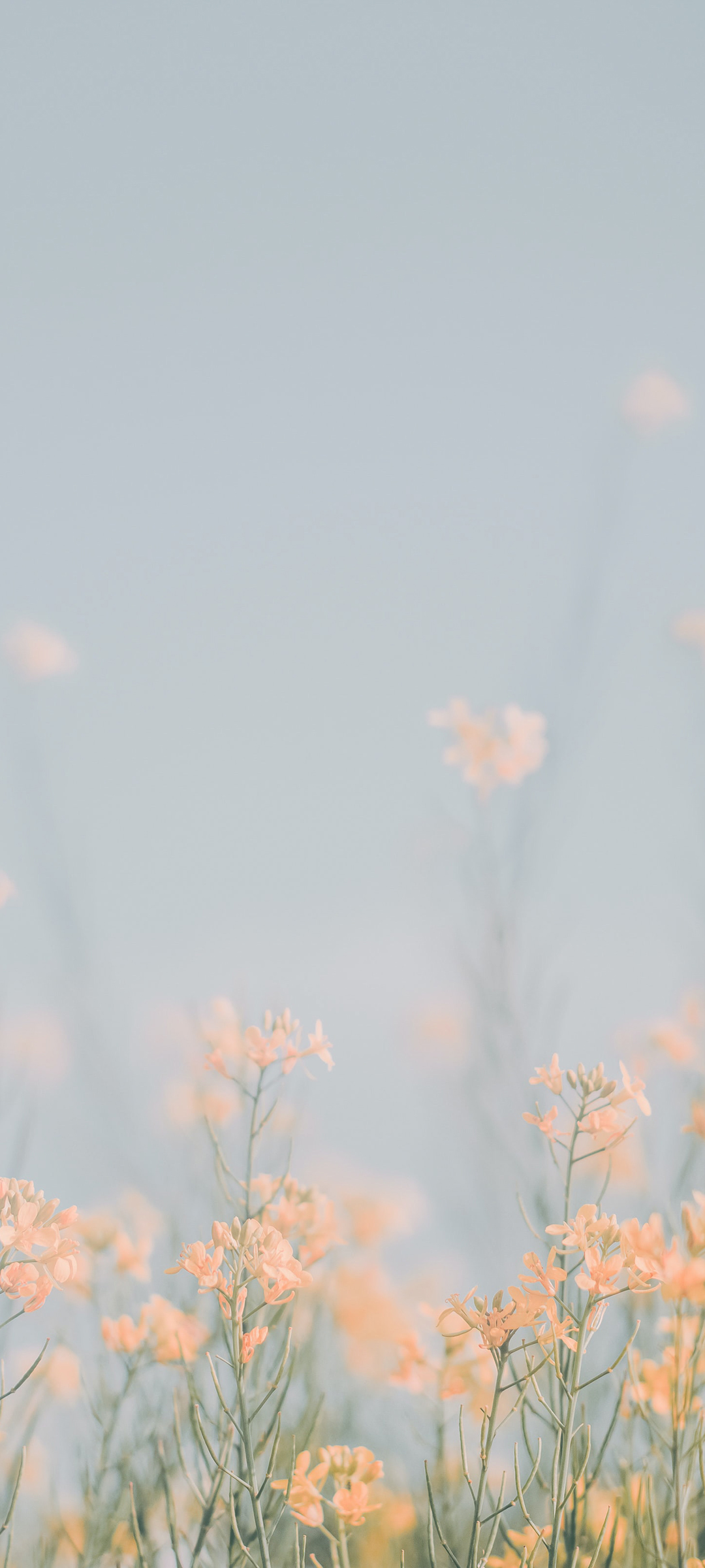 清新素雅花儿壁纸，免费下载手机风景美图，尽享自然之美