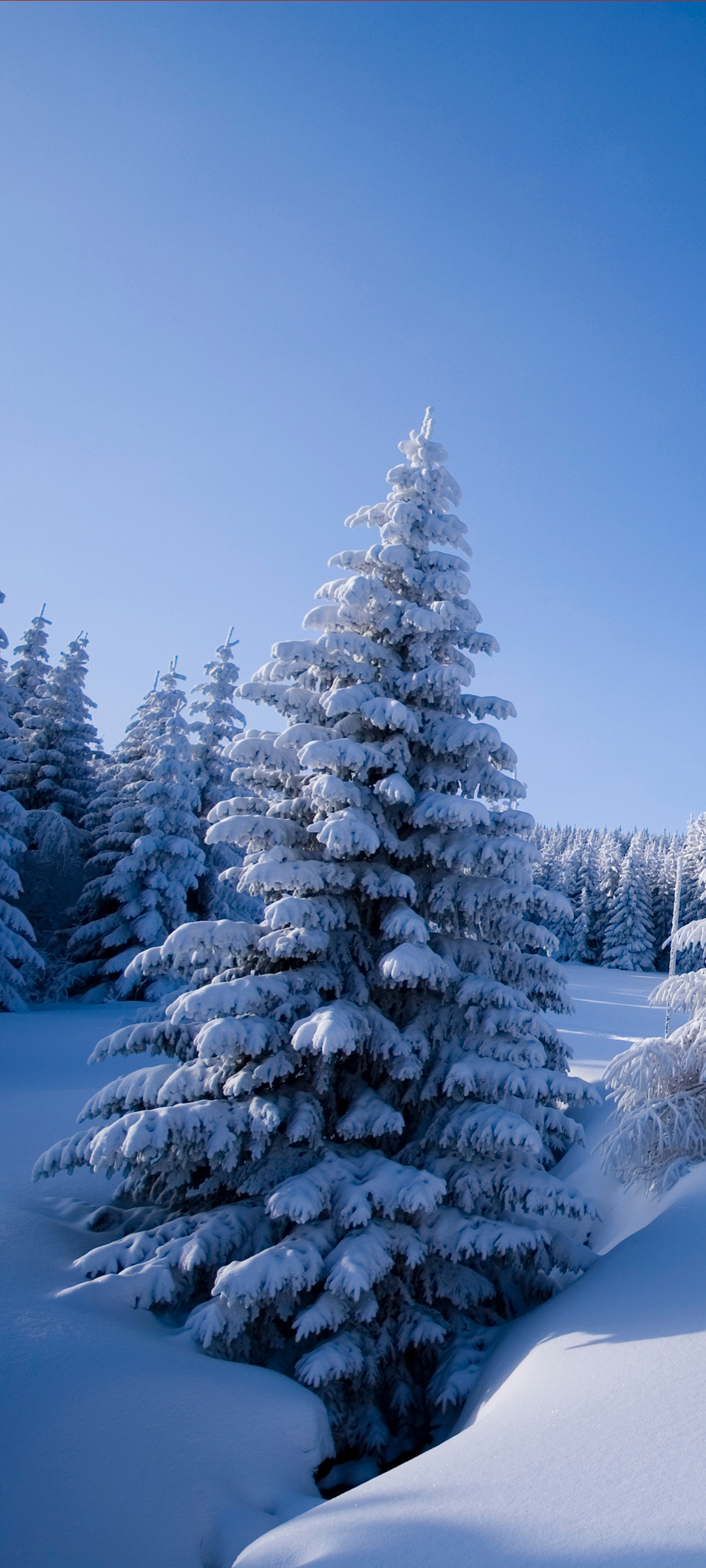 冬季雪景，绝美树木风景，免费手机壁纸下载