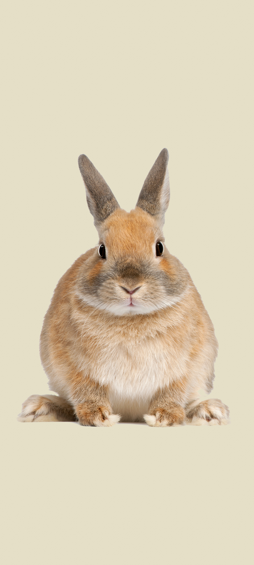 兔子 胖胖肥肥的兔兔 手机 壁纸