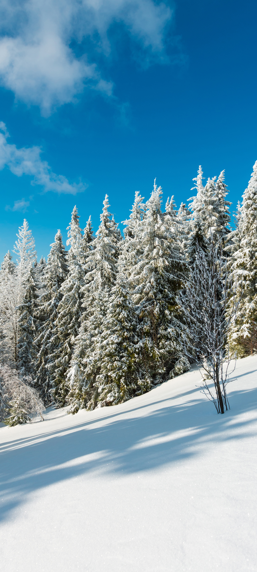 冬天 雪山 树 风景 手机 桌面 壁纸