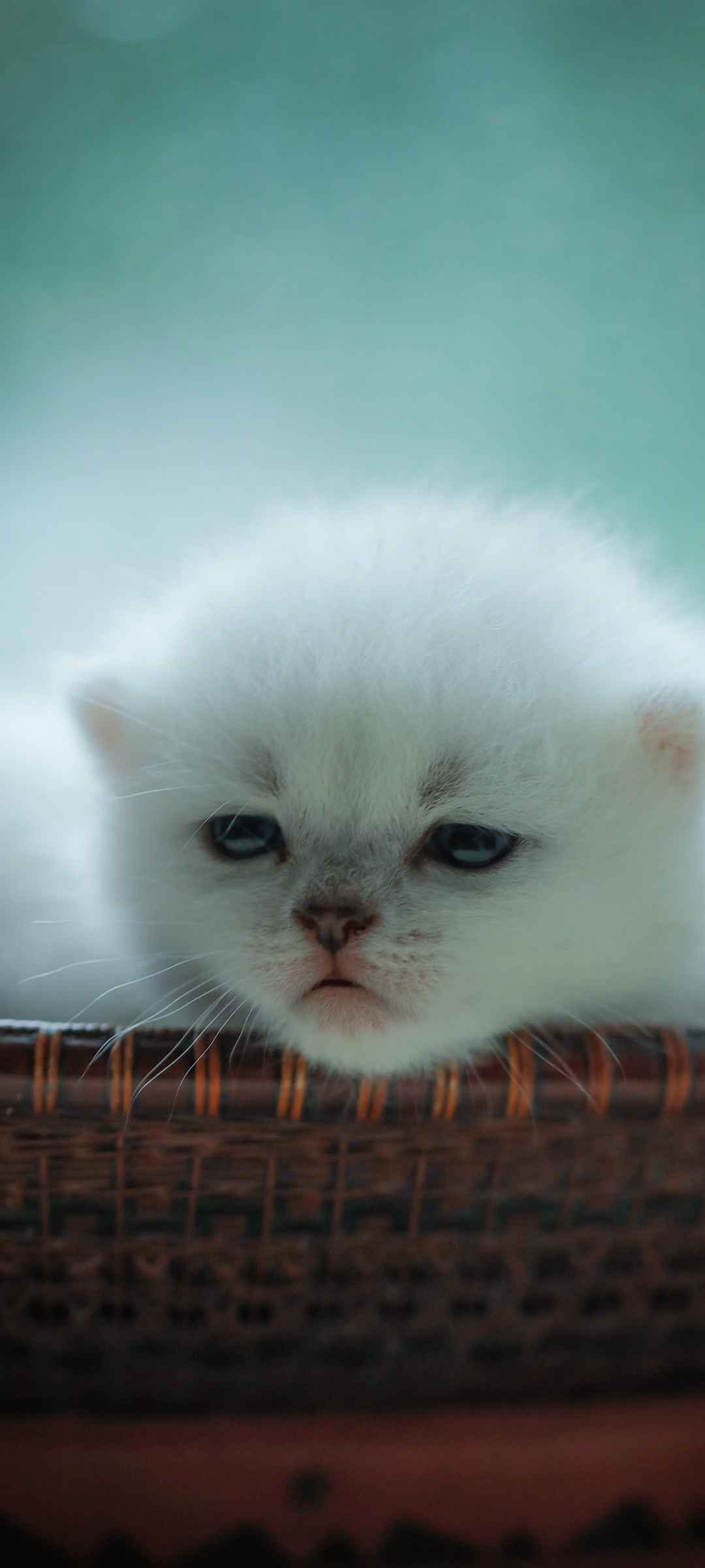 可爱白色小猫手机壁纸