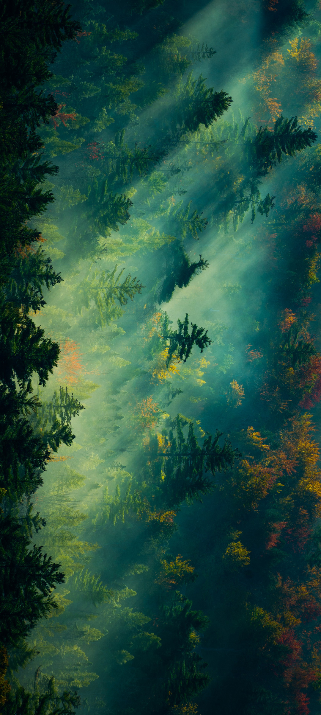 阳光 森林 树林 护眼 高清 风景 手机壁纸图片