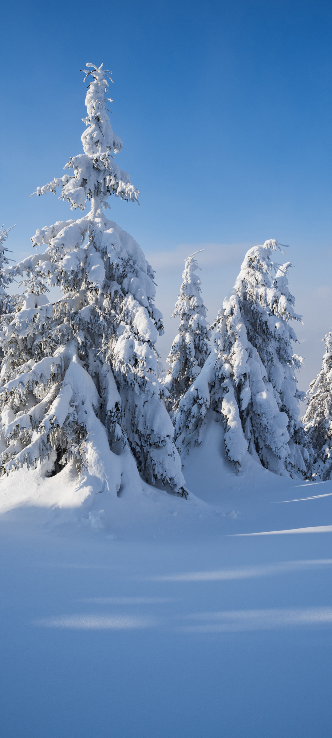 冬日雪景，高清大树风光，手机壁纸免费下载