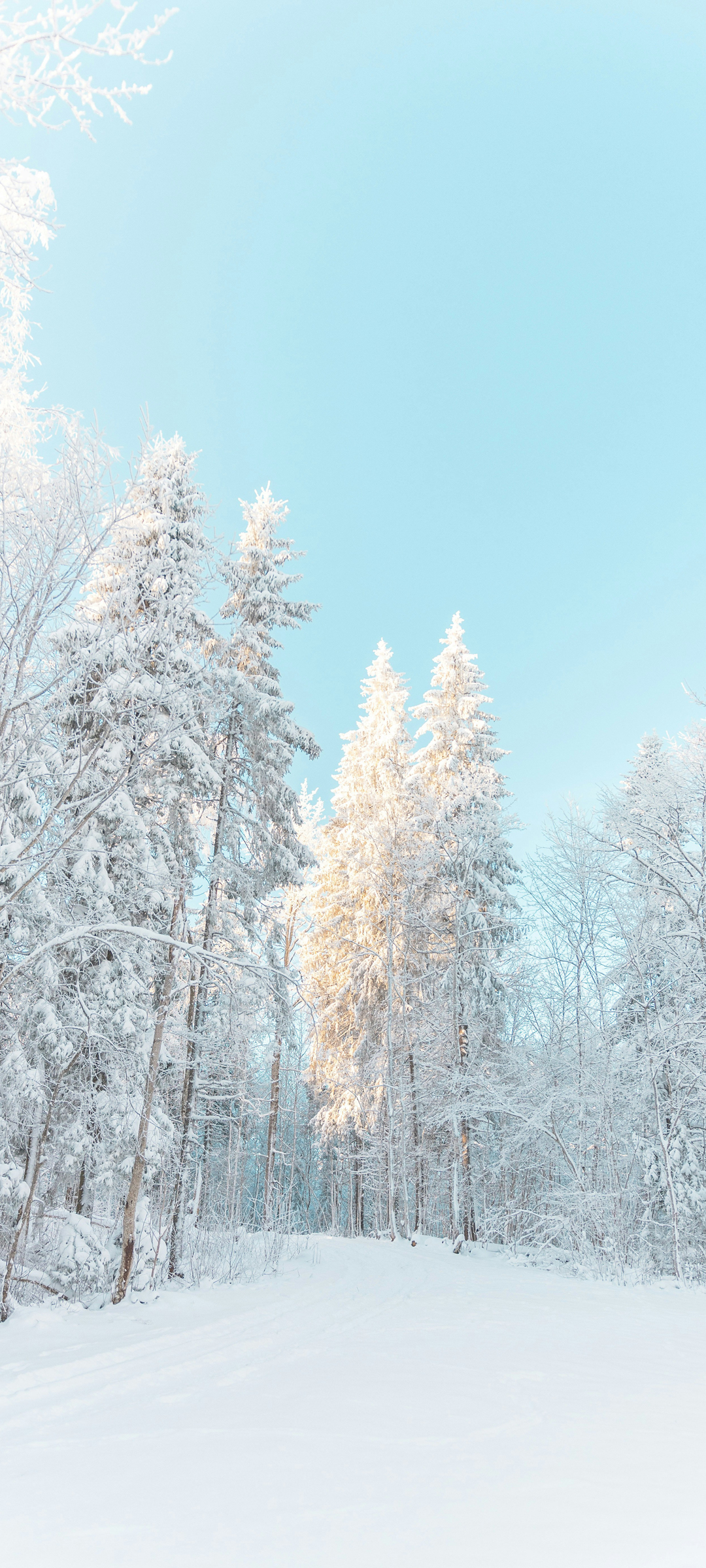 冬天雪景 树林 雪地 风景手机壁纸图片