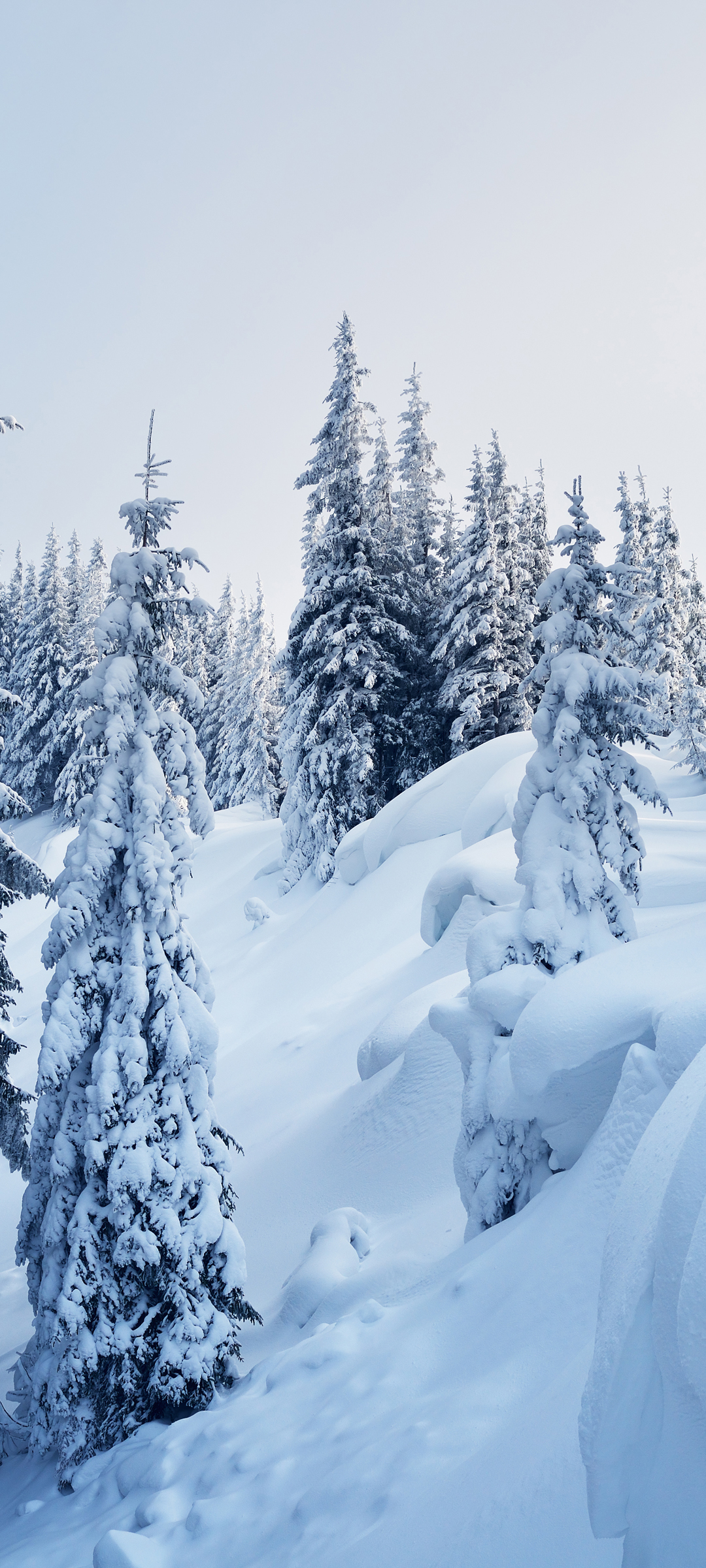冬天 大雪 树林 风景 手机 桌面壁纸