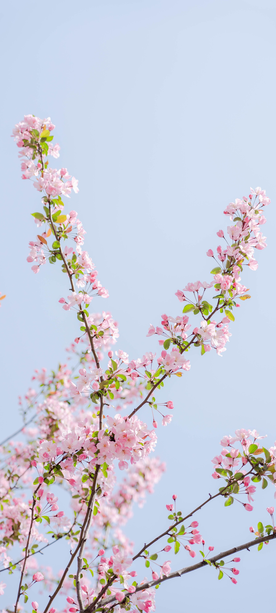 粉色樱花烂漫天空，绝美风景壁纸，免费下载，装点你的手机界面