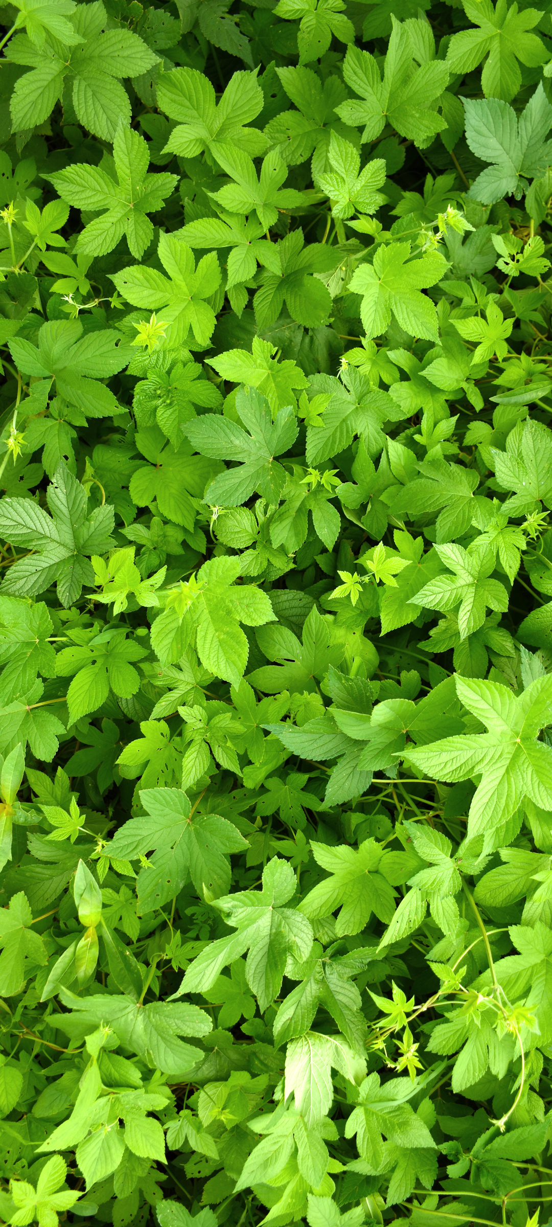 春天 绿色植物 叶子 护眼手机壁纸