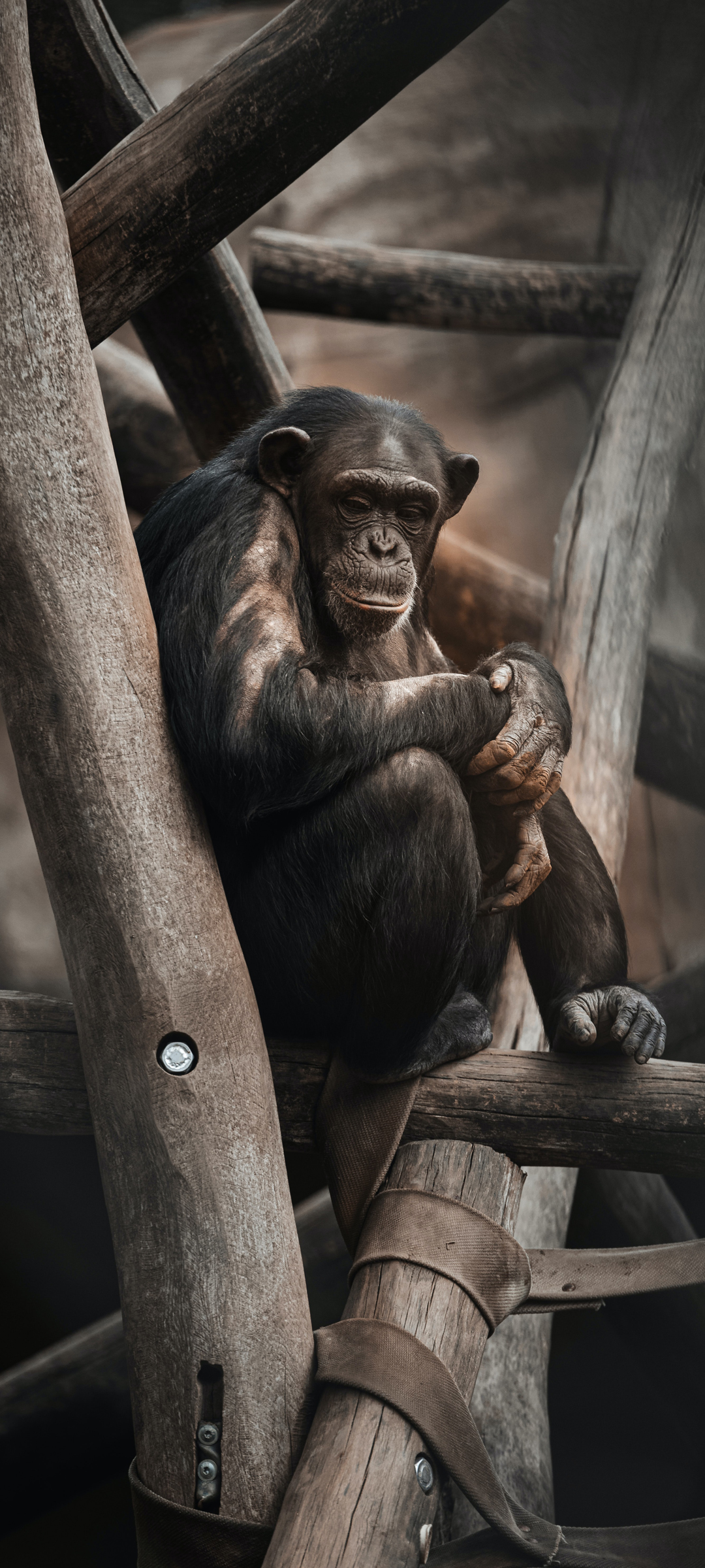 猩猩 可爱 有趣的 动物 手机 壁纸 图片